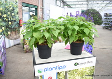 Yummy of Plantipp is a Primocande raspberry and produces fruits the first year. On top of that, it is compact, does not have thorns and gives fruits all summer long.